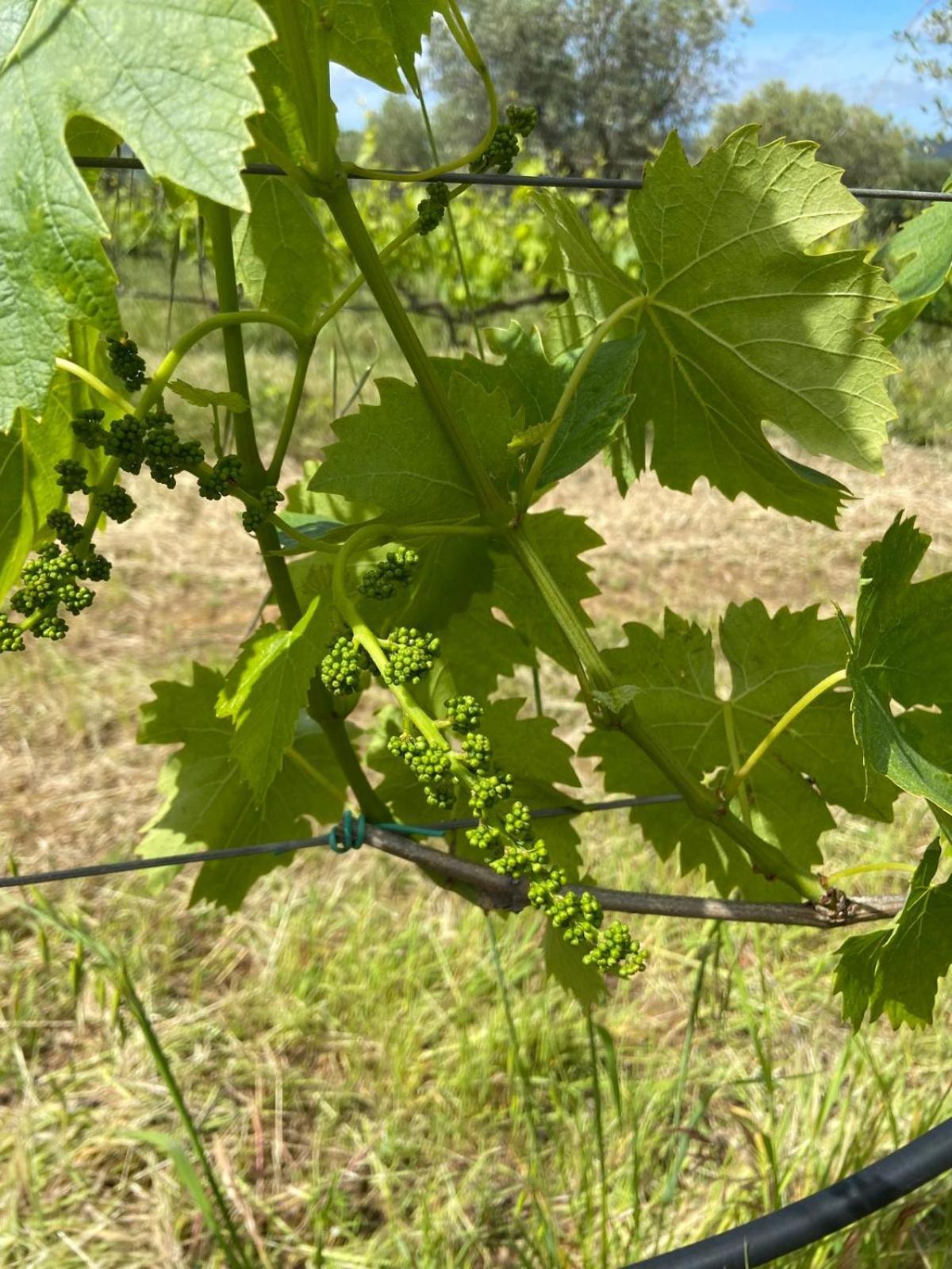 Tenuta Le Mandorlaie, Agriturismo In Scansano Exterior foto