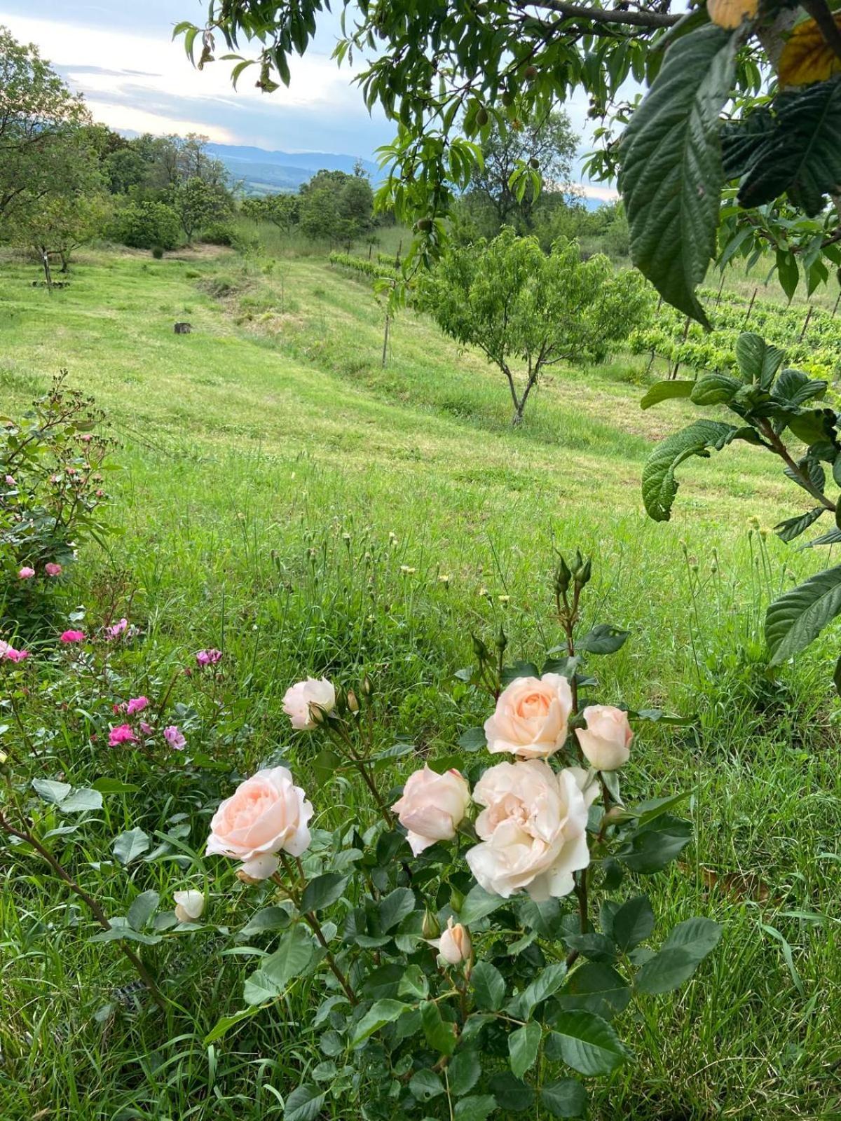 Tenuta Le Mandorlaie, Agriturismo In Scansano Exterior foto