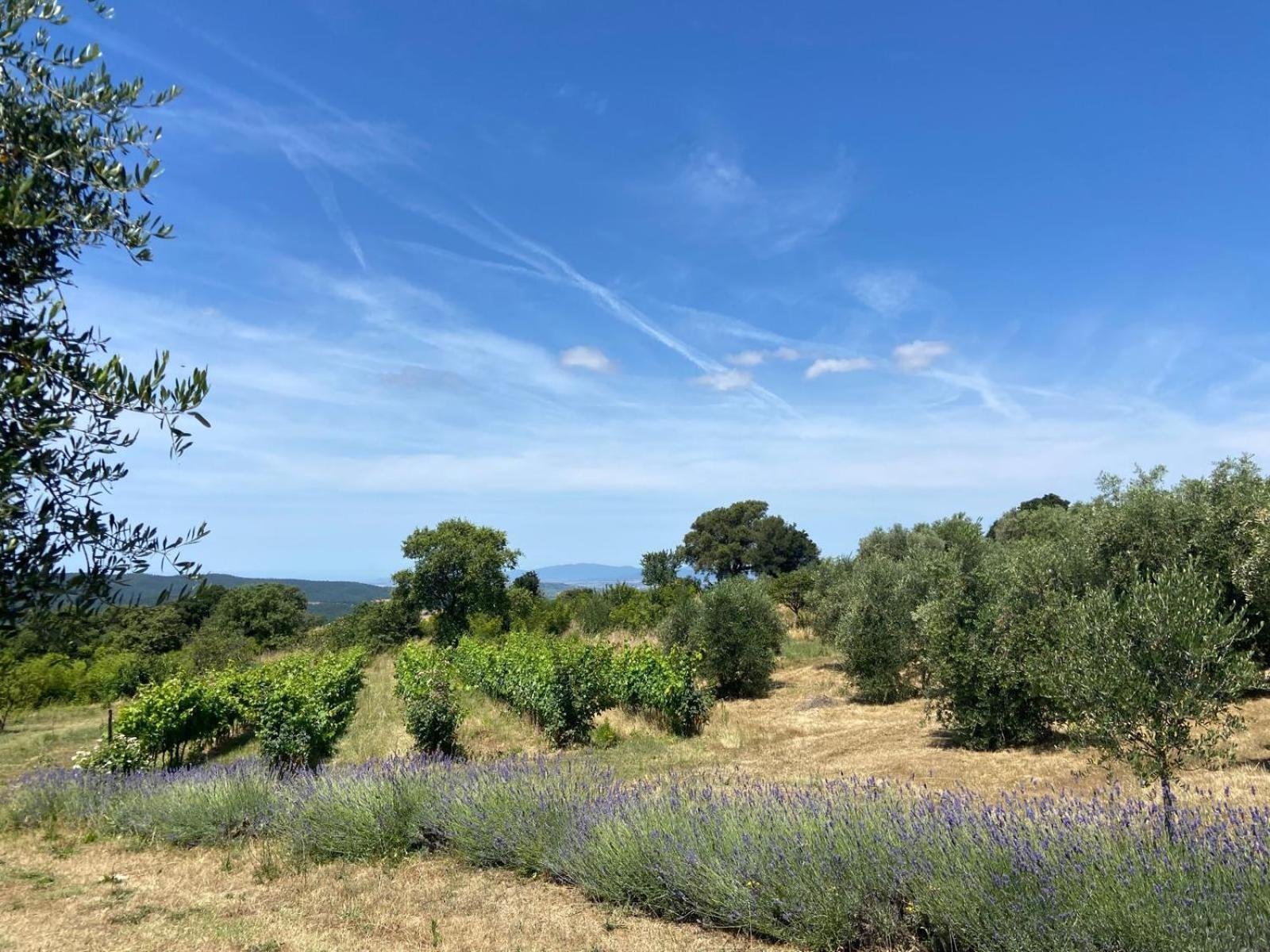 Tenuta Le Mandorlaie, Agriturismo In Scansano Exterior foto